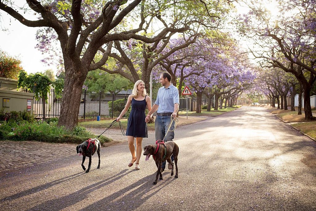 A couple and their dogs walking during their Jacaranda photo session in Pretoria.